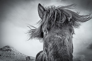 Stacey Skalkos_The Icelandic Horse No.3